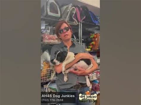 Mga video ng dog junkies thrift store photos.